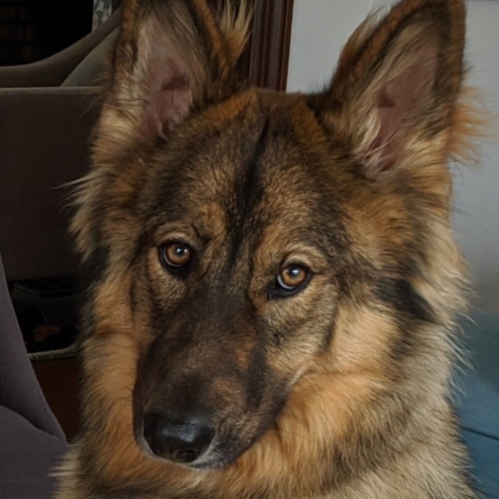 Meet your Posher, Carly